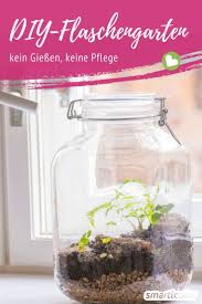 Ewiger Minigarten Im Glas So Gelingt Das Biotop Fur Den Schreibtisch Biotop Das Den Ewiger Fur Mit Bildern Flaschengarten Mini Garten Terrarium Pflanzen
