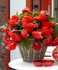 Molte qualità di pomodoro, quando giungono a maturazione, modificano la base del picciolo, che diventa fragile; 14 Idee Su Fiori Rossi Fiori Rossi Fiori Fiori Da Bulbo