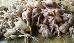 Penyebab naik turunnya harga ayam broiler doc dan pakan. Cek Harga Ayam Broiler Hari Ini Langsung Dari Peternak Aplikasi Pertanian Media Agribisnis Gdm Agri