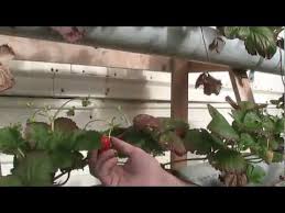 Easy way to build your own hydroponic system at home.how to build an easy hydroponic deep. Strawberry Tower Hydroponics Easy Affordable Diy System Youtube