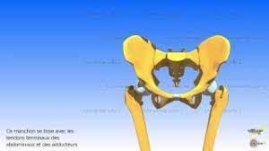 Maybe you would like to learn more about one of these? Les Mouvements De La Symphyse Pubienne Youtube