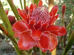 Torch Ginger Etlingera Elatior Or Philippine Waxflower Tropical Flowers Flower Pictures Beautiful Orchids