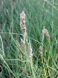 Image result for Sporobolus spicatus