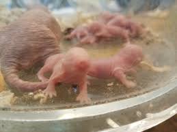 What sound does a rat make when giving birth. Liberty Science Center Our Naked Mole Rats Just Had Babies