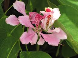 Image result for Bauhinia monandra