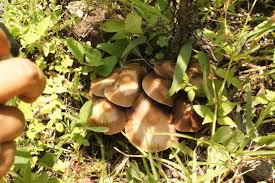 Los hongos son seres vivos que se encuentran clasificados dentro del reino fungi. Derrumbe Psilocybe Caerulescens Hongos Prehispanicos Facebook