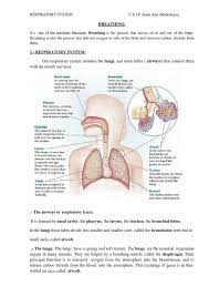 Notes About Respiratory System For Primary Education Human Respiratory System Respiratory System Projects Respiratory System