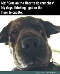 My Dog Every Time I Try To Work Out Funsubstance Funny Animal Memes Funny Animal Pictures Animal Memes