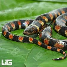 Image result for Hydrops triangularis