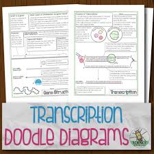 Transcription and translation practice worksheet answer key pdf. Transcription And Mrna Processing Doodle Diagrams
