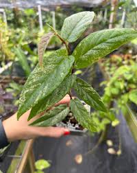 Image result for Fuirena sagittata