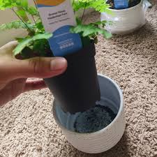 Image result for Adiantum poiretii