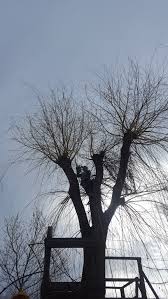 Proprietatea publica se bucura de un regim juridic de protectie in sensul ca bunurile care ii formeaza obiectul sunt inalienabile, iar proprietatea privata, la randul ei, este inviolabila,in conditiile legii. Toaletare Arbori Taiere Arbori Intretinere Arbori Tundere Arbori