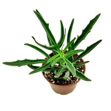 Image result for Kalanchoe laciniata