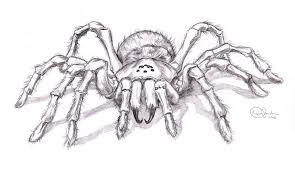 Realistic Spider Drawing Spider Drawing Spider Art Realistic Drawings