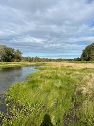 Image result for Oxycaryum