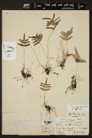 Image result for Pellaea pectiniformis