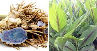7 manfaat kunyit hitam untuk kesehatan khasahah tanaman eherbal di indonesia sudah tidak perlu diragukan lagi karena. 8 Khasiat Kunyit Hitam Yang Perlu Anda Tahu Sebelum Beli Produk Online
