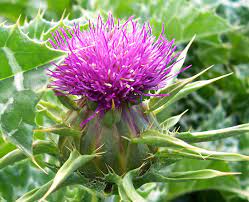 Artichoke Thistle Flower Meaning Best Flower Wallpaper