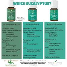 Eucalyptus oil is the generic name for distilled oil from the leaf of eucalyptus, a genus of the plant family myrtaceae native to australia and cultivated worldwide. Pin On Young Living Essential Oils