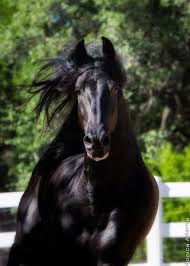 Check spelling or type a new query. Friesian Horses Stableexpress
