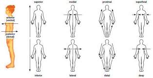 Zygote scenes is a collection of scenes created by zygote media group with annotations identifying anatomical landmarks. 2 Anatomical Positions Planes Directions Anatomy Language Histology