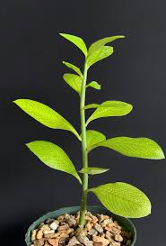 Image result for Euphorbia umbellata