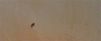 They're triggered by foreign objects interacting with parts inside the detectors. Don T Bogart That Smoke Detector You Roach Sparsely Sage And Timely