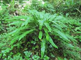 アスプレニウムのまとめ 育て方 植え替えや増やし方 と花言葉等10個のポイント 植物の育て方や豆知識をお伝えするサイト