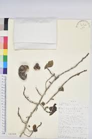 Image result for Excoecaria bussei