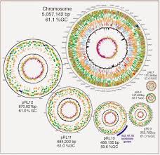 根瘤菌（Rhizobium）與人