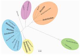 Image result for Argyrolobium rupestre