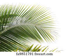 Check out our printable palm leaf selection for the very best in unique or custom, handmade pieces from our prints shops. Free Palm Leaf Art Prints And Wall Artwork Freeart