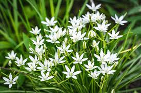 Image result for Ornithogalum pulchrum