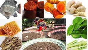 Cacing tanah berjenis lumbricus rubellus merupakan salah satu cacing tanah yang banyak manfaatnya untuk unggas. Rahasia Botoh Thailand Pil Herbal Ayam Aduan Yang Berkhasiat By Shella Lie Medium