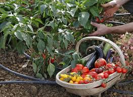 Quand Planter Les Legumes Du Soleil Selon Votre Climat En 2020 Culture Des Legumes Legumes Du Soleil Potager