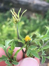 Image result for Bidens bipinnata