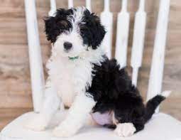 Welcome to available puppies!! we try to keep this page as up to date as possible. 6 Best Bernedoodle Breeders In Pennsylvania Pa 2021