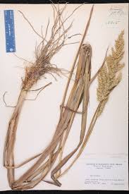 Image result for Echinochloa crus-pavonis