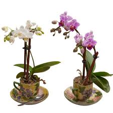 Succulents, orchids, roses and everything you take care of. Null Orchid Plants Architectural Plants Indoor Plants
