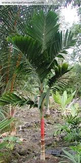 Dwarf Betel Nut Palm Or Highland Betel Nut Palm Areca Macrocalyx Backyard Trees Florida Palm Trees Palm Plant