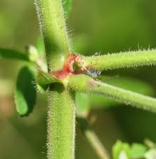 Image result for Desmodium tortuosum