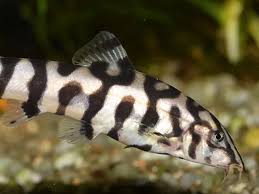 Loach - A-Z Animals