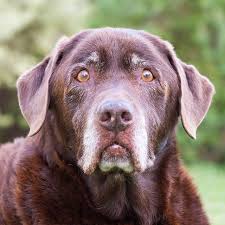 Parler Avec Son Chien Etrange Vraiment Guide Du Chien Chien Chien Mignon Animaux