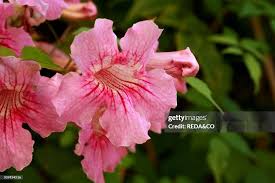 Image result for Podranea