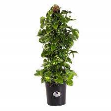They eat mostly live insects and are most active during the day. Best Plants For A Chameleon Cage Chameleon Safe Plants