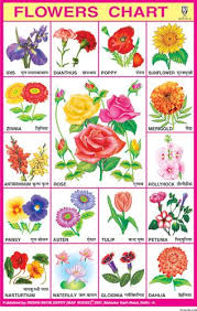 flowers chart big flower chart flower names flowers