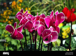 Image result for Myrsinaceae