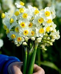 Pin On Tazetta Narcissi