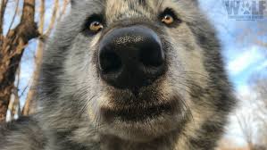 Wolf Conservation Center On Twitter In 2020 Wolf Conservation Center Wolf Animal Kingdom